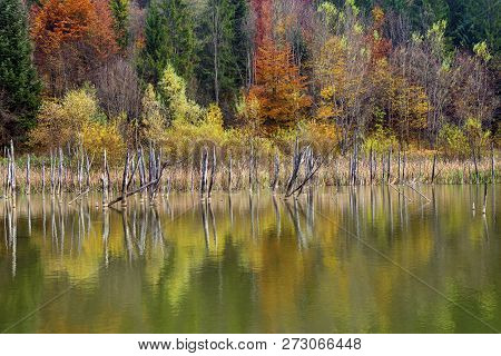 Trunk And Lake Colors In Beautiful Autumn, Cuejdel Lake Is The Biggest Natural Dam Lake In Romania. 