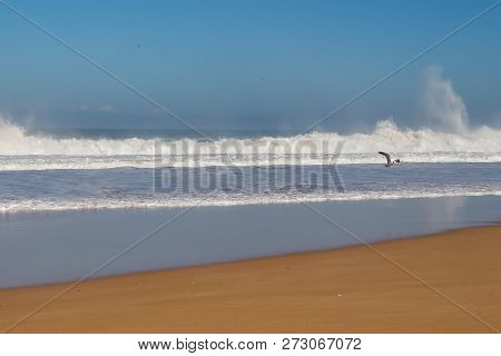 Trinagle Of A Golden Sandy Beach. Waves Of The Atlantic Ocean During The High Tide. Seagull In A Fli