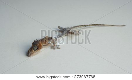 Close-up Images Of Asia Small Dead Lizard