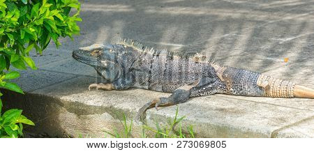 Very Large 10 Kilo Black Iguana (ctenosaura Similis) Resting By A Shrub On A Sidewalk.