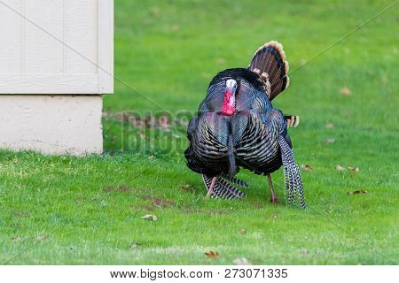 Adult Tom Turkey