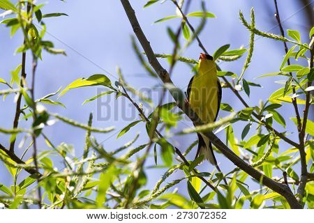 American Goldfinch - Spinus Tristis
