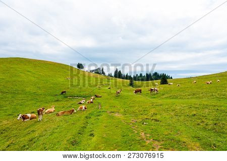 Church In The Slovenia Big Plateau Pasture (velika Planina). Chapel On The Hill, Religion Symbol.dra
