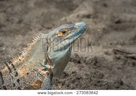 Large Black Iguana (ctenosaura Similis) Sunning Himself On An Open Patch Of Earth In Costa Rica.