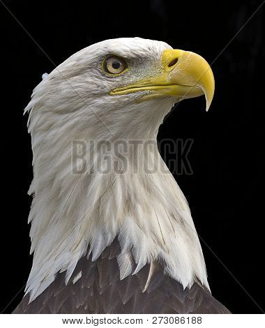 Close Up Headshot Of A Bald Eagle