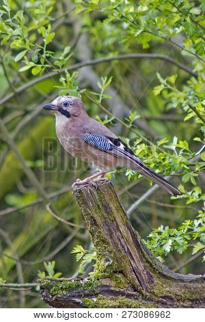 Common Eurasian Jay Perched On A Stump In Local Woodlands