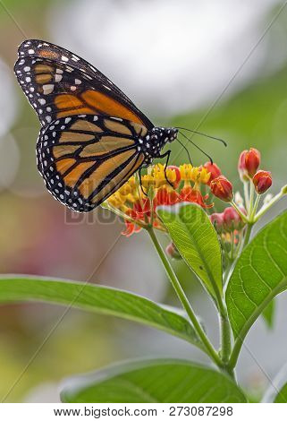 Monarch Butterfly Perched On Flower Drawing Nectar