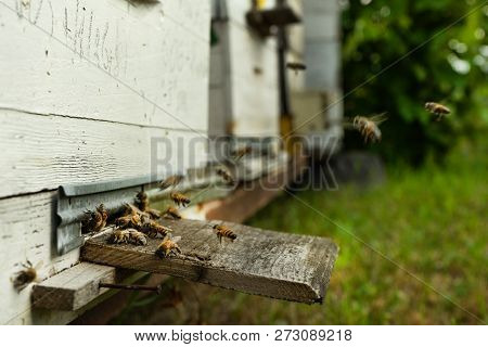Bees Fly To The Hive And Carry Pollen One After The Other In Summer Days