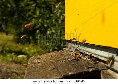 Bees Fly To The Hive And Carry Pollen One After The Other In Summer Days
