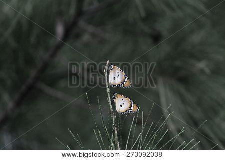 Two Plain Tiger Butterflies (danaus Chrysippus)