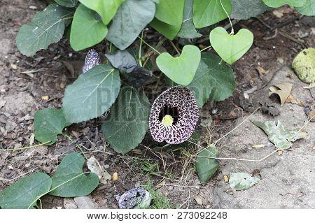 The Pipevine Aristolochia Elegans