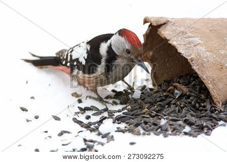 Middle Spotted Woodpecker (dendrocoptes Medius) Sits On The Snow And Collects Seeds From Bird Feeder