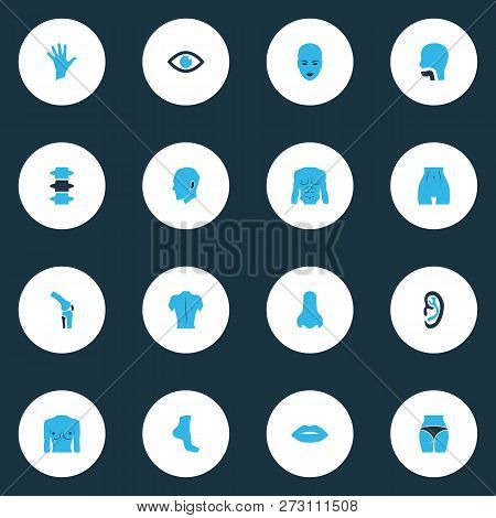 Part Icons Colored Set With Ear, Breast, Butt And Other Breath Elements. Isolated  Illustration Part