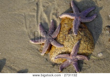 Marthas Vinyard Star Fish Treo