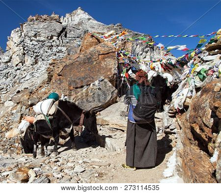 Caravan Of Yaks And Woman In Renjo La Pass Near Mount Everest, Three Passes Trek, Khumbu Valley, Nep