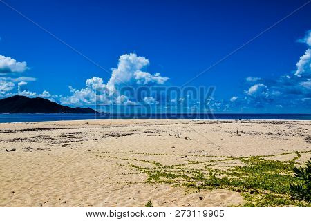 Sand With Creeper On The Seashore. Seychelles.
