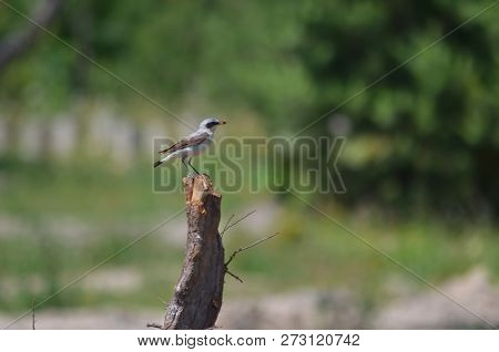 Oenanthe oenanthe. Male northern wheatear in natural habitat. Fauna of Ukraine.