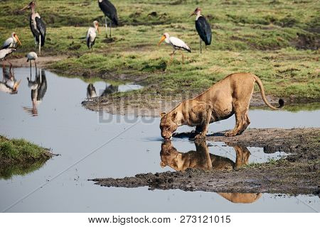 Lioness Photographed In Botswana Is Drinking A A Woterhole. Many Birds Are Around.