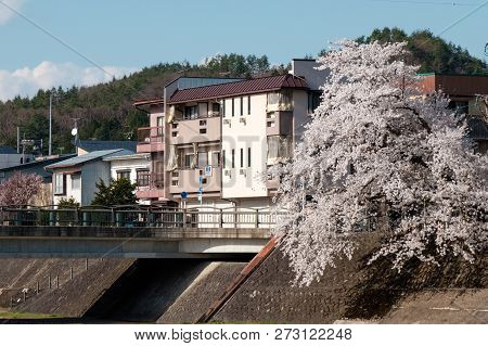 Full Bloom Cherry Blossoms In Takayama City, Japan
