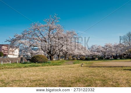 Full Bloom Cherry Blossoms In Takayama City, Japan