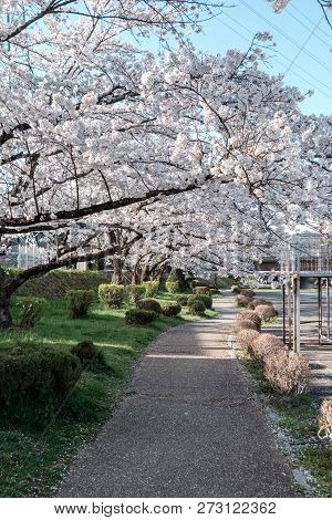 Full Bloom Cherry Blossoms In Takayama City, Japan