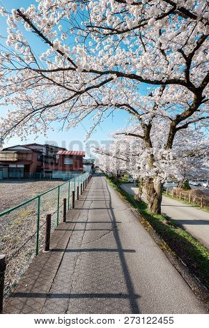 Full Bloom Cherry Blossoms In Takayama City, Japan