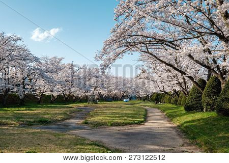 Full Bloom Cherry Blossoms In Takayama City, Japan