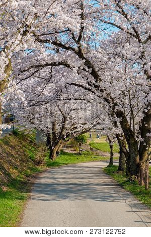 Full Bloom Cherry Blossoms In Takayama City, Japan