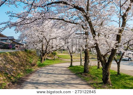 Full Bloom Cherry Blossoms In Takayama City, Japan