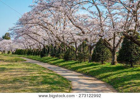 Full Bloom Cherry Blossoms In Takayama City, Japan