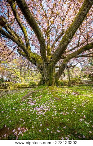 Full Bloom Cherry Blossom In Kenrokuen Garden, Kanazawa, Japan