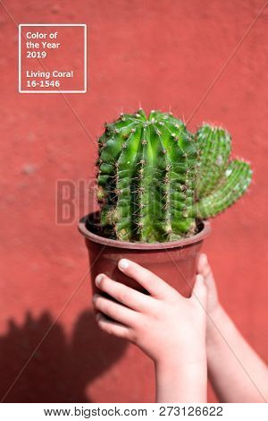 Living Coral 2019. Background With Cactus. Living Coral. Color Of The Year 2019.