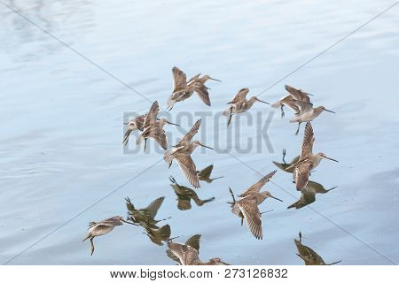 Flying Long Billed Dowitcher At Vancouver Bc Canada.