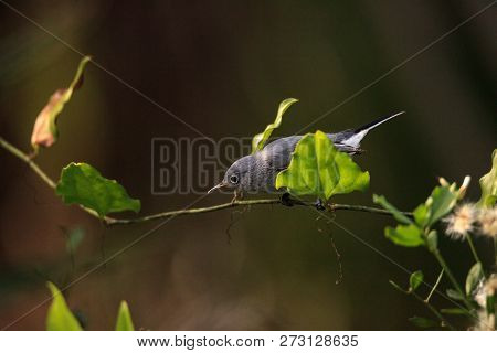 Blue Gray Gnatcatcher Polioptila Caerulea Perches In The Brush Of A Swamp In Naples, Florida