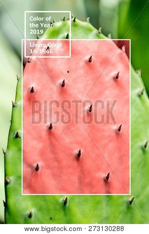 Living Coral 2019. Background With Cactus. Living Coral. Color Of The Year 2019.