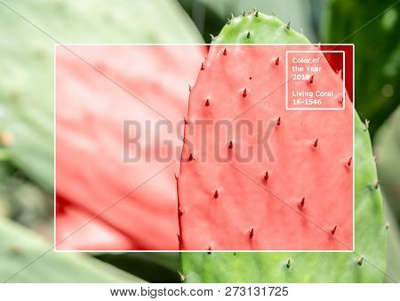 Living Coral 2019. Background With Cactus. Living Coral. Color Of The Year 2019.