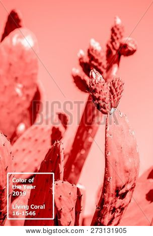 Living Coral 2019. Background With Cactus. Living Coral. Color Of The Year 2019.
