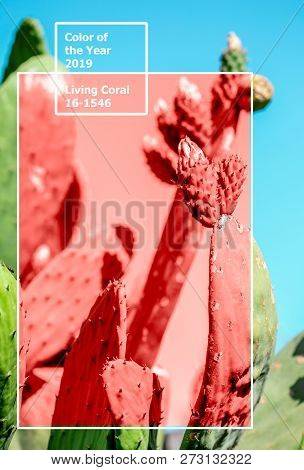 Living Coral 2019. Background With Cactus. Living Coral. Color Of The Year 2019.