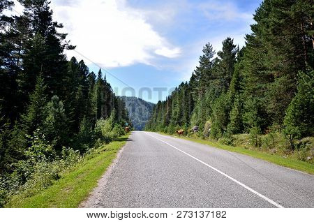 Road To Lake Teletskoe And Artybash. Russia, Altai Republic