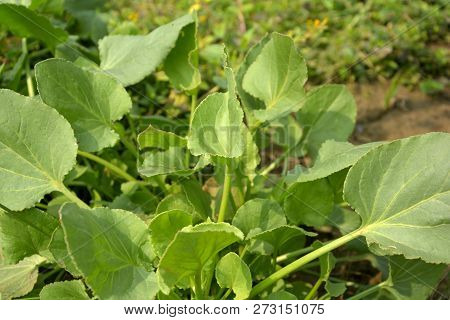A shrub of garden spinach, Bladder Dock, Rumex Vesicarius L, with pale green leaves also known as Tak Palang or Chuka palak sag in India with blur background