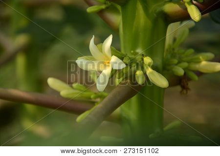 A Close Of A White And Yellow Color Papaya ( Carca Papaya ) Flower With Some Buds And Stem Of The Pl