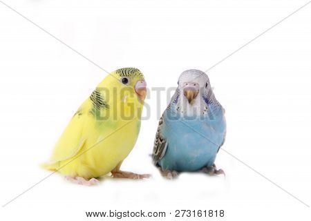 Little Yellow And Blue Budgerigars Isolated On White Background. Isolated Budgerigar