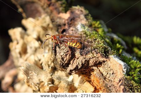 WASP