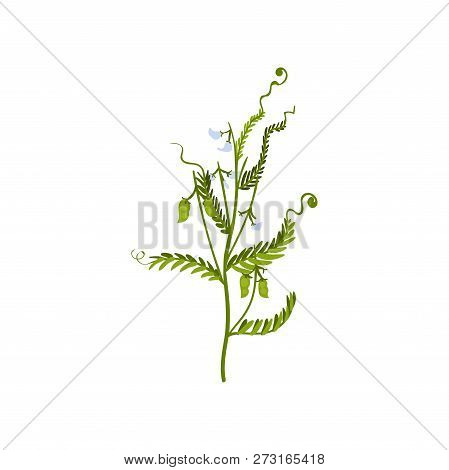 Green Bush Of Sweet Peas With Small Pods And Leaves. Natural Farm Product. Leguminous Plant. Flat Ve