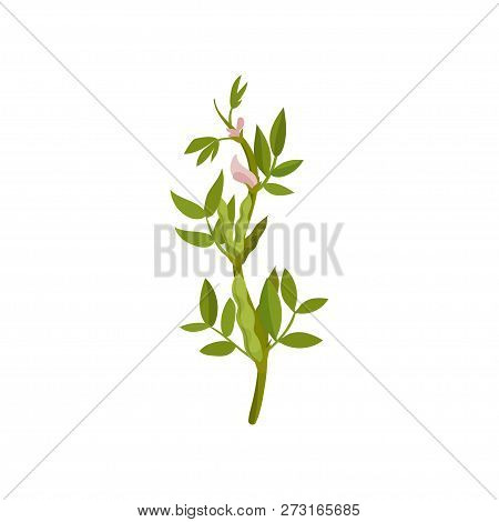 Bush Of Flowering Lentils With Green Pods And Leaves. Agricultural Crop. Leguminous Plant. Flat Vect