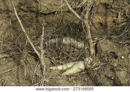 Manioc Plants Are Growing In The Field.