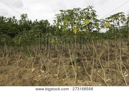 Manioc Plants Are Growing In The Field.