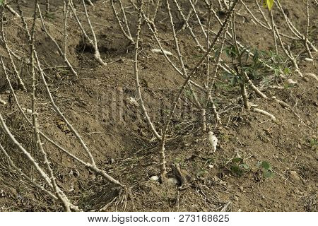 Manioc Plants Are Growing In The Field.