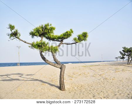 Pine Tree On The Beach Of Yangyang City, South Korea