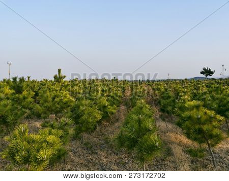Young Pine Thicket In Yangyang City, South Korea